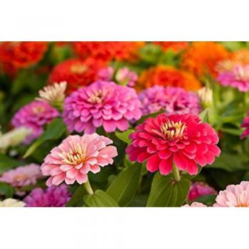 Zinnia 150 Rosa Mística – Semillas Reproducibles