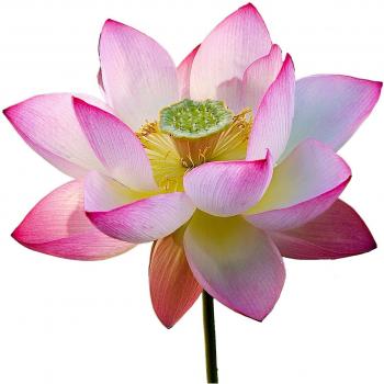 Semi di Loto della Permacultura