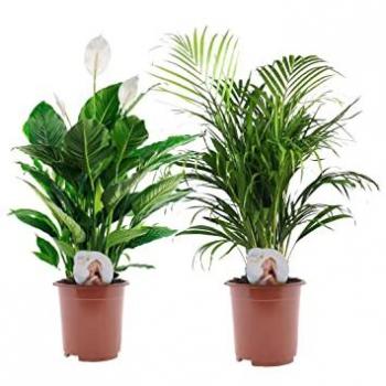 Dúo de Plantas Decorativas