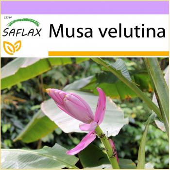 SAFLAX: 8 Samen der Pink Velvet Banane (Musa velutina, auch als Kenia-Banane bekannt)