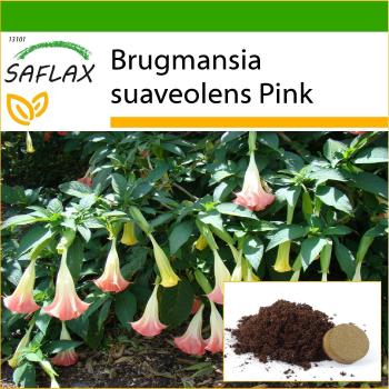 Blumensamen SAFLAX: Engelstrompete Pink (10 Stück) mit Topfsubstrat