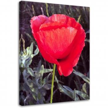 Natur Mohnblume 40x60 Leinwandbild