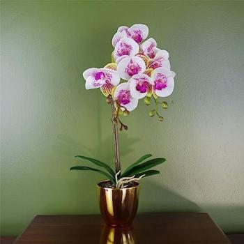 48‑cm Harlequin Orchid in Gold Pot (Pink)