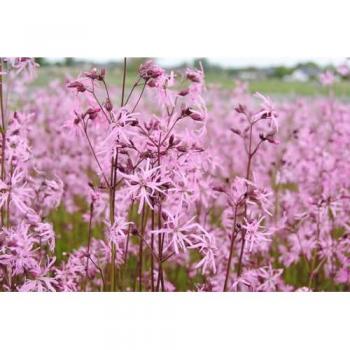 Lychnis flos‑cuculi “Kuckucksblüte” Rosa – 9 × 9 cm Pflanztopf