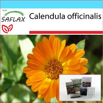 Calendula 50 Semi in Caos – Set Regalo Marygold