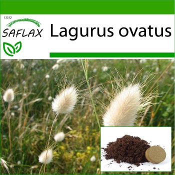 Lagurus ovatus