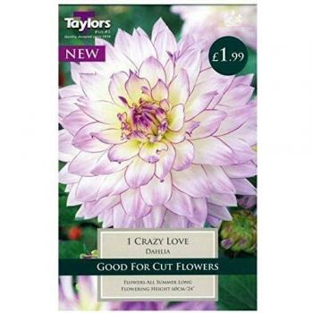 Taylors 1 Dahlia Crazy Love Tuber – 12‑panel