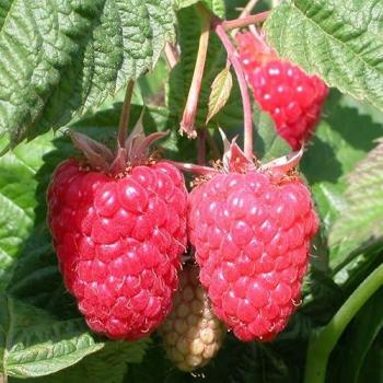 Plant Theory Raspberry Cascade – 5‑Root Pack in Green