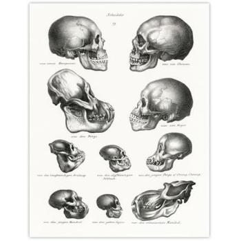 Vintage Ape & Human Skull Canvas Print – 24 Wide, 32 Tall