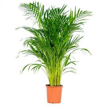Piante di Palma Areca Purificante – 1 Unità