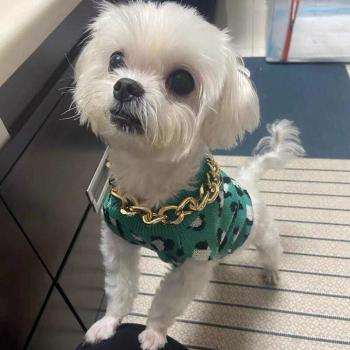 Sweatshirt pour Chihuahua