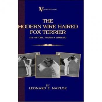 The Modern Wire Haired Fox Terrier