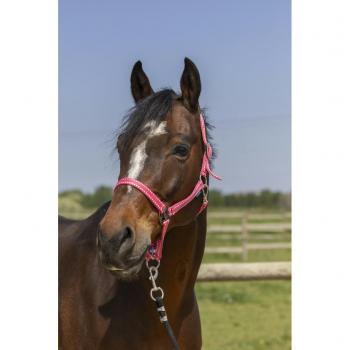 Shetland Grooming Headcollar by Norton Old Pink