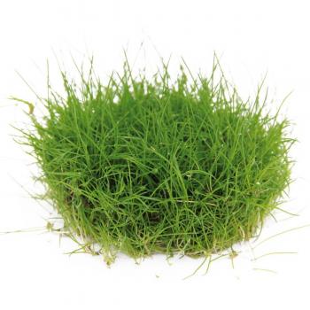Eleocharis pusilla mini en pot