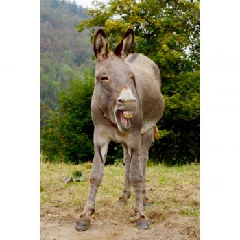 Benny Trapp Esel‑Leinwand (Premium) 50 × 75 cm – Hochformat