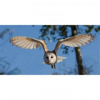 Cadeau Puzzle Hibou – 300 pièces, jeu adulte