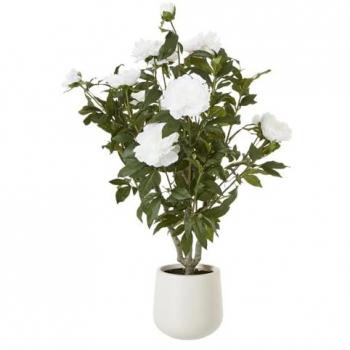 Grand Size White Peony Flowering Bush – Potted
