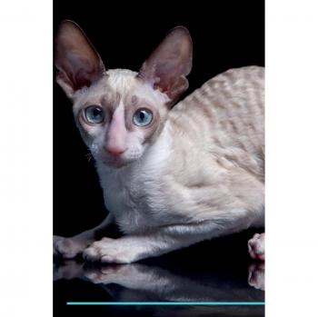 Cornish Rex Affirmations Workbook Cornish Rex Presents: Positive and Loving Affirmations Workbook. Includes: Mentoring Questions, Guidance, Supporting You.