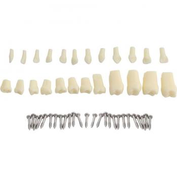 Set Pedagógico de Dientes 24 y 28 Uds