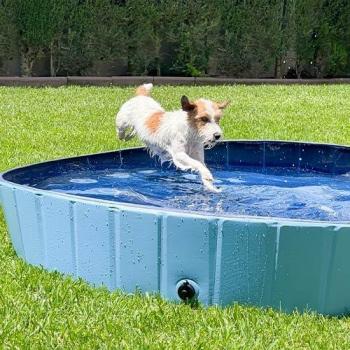 Ibañez PISCINA cani