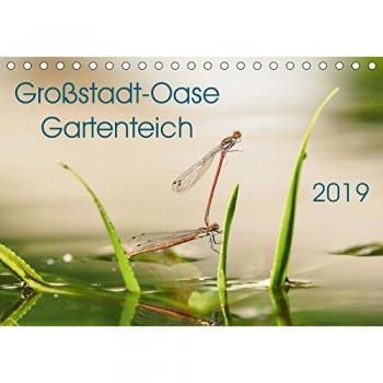 Großstadt-Oase Gartenteich