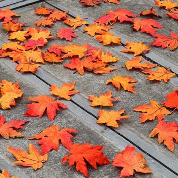 Autumn Maple Leaf Simulation
