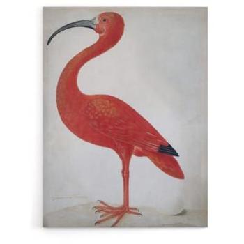 Pink Merian Canvas: Scarlet Ibis & Egg, 12x16