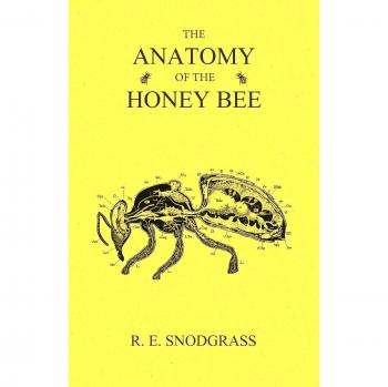 The Anatomy of the Honey Bee