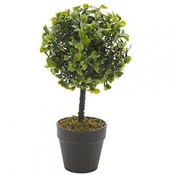 Buchbaum in Blumenerde, 1 Exemplar