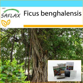 Giftbox für Banyan-Baum: 20 Samen + Etikett, Karte, Erde