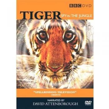 Tiger Spy In The Jungle