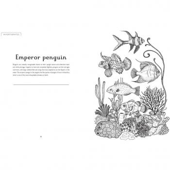 Animalium Colouring Book