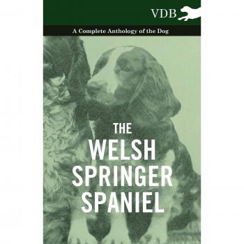 The Welsh Springer Spaniel