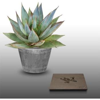 Semences d'Agave Havardiana