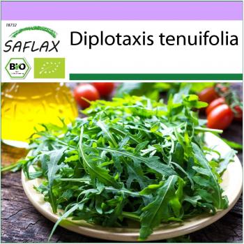 Bio‑Rucola SAFLAX – 1500 Wild Samen (Diplotaxis tenuifolia)