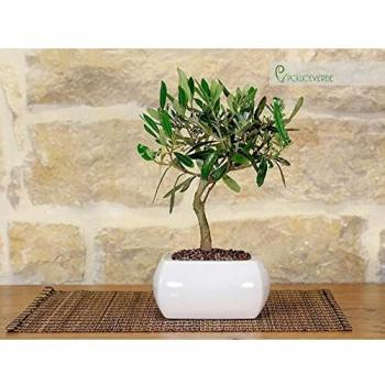 Bonsai di Olivo in Vaso Quadro Bianco Minimalista