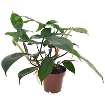 FloraFusion Florastore (INT)