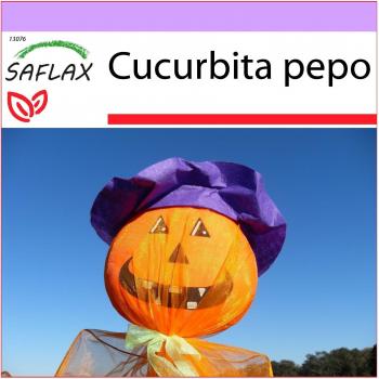 SAFLAX Calabaza Linterna 10 Semillas Cucurbita Pepo Premium