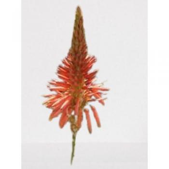 25 Graines d'Aloe