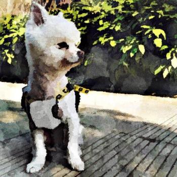 Combinaison pour Chihuahua PC1173
