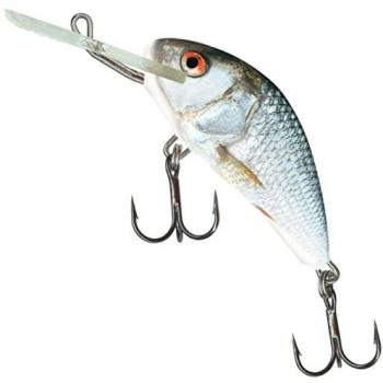 Poisson Nageur Salmo