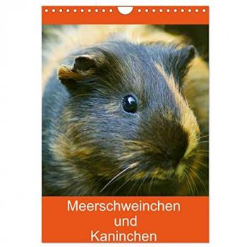 Kattobello, Kattobello: Meerschweinchen und Kaninchen Familienplaner (Wandkalender 2025 DIN A4 hoch), CALVENDO Monatskalender