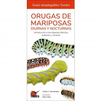 Orugas de mariposas
