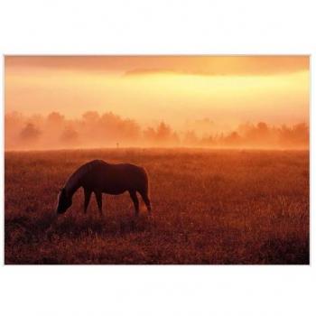Cavallo Pastorale Dennis Frates – Opere d’Arte