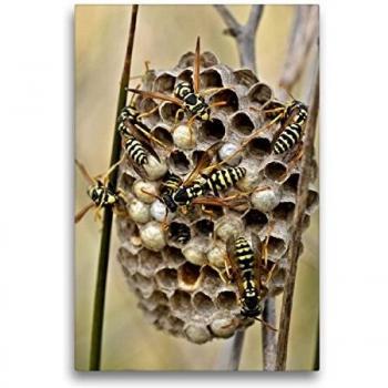 CALVENDO Wespennest Leinwand 50x75 cm – Hochformat‑Druck