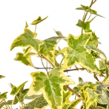 Edera Variegata da Muro e Pergola 9cm