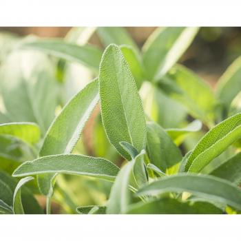 Planta Aromática 40C