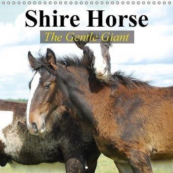 Shire Horse