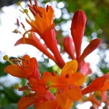 Direct Plants Lonicera Dropmore Scarlet Honeysuckle XL Climber – 6-7 ft, 10L Pot