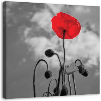 Amapola Ardiente: Pintura Natural 30x30 en Lienzo